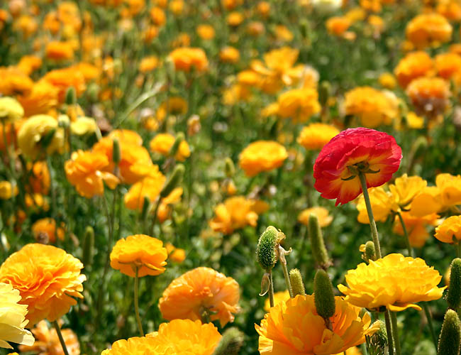 carlsbad flower fields