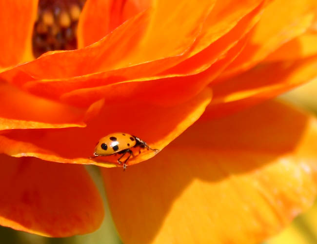 carlsbad flower fields