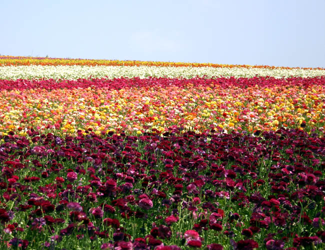 carlsbad flower fields