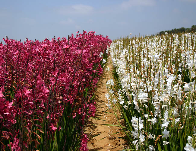 carlsbad flower fields