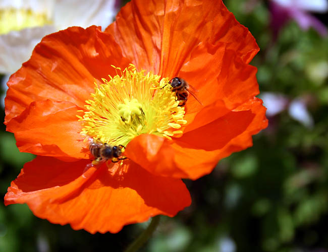 carlsbad flower fields