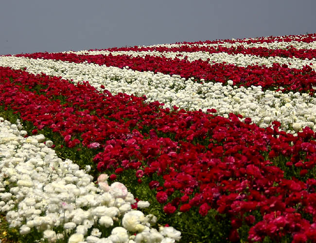 carlsbad flower fields