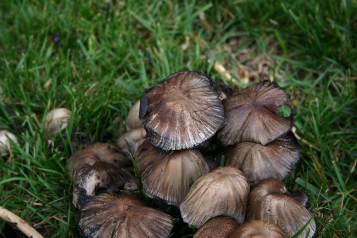 flowers & mushrooms