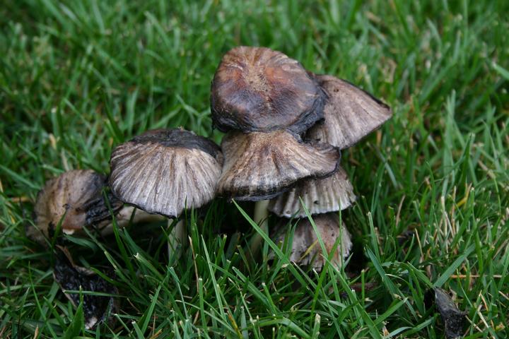 flowers & mushrooms