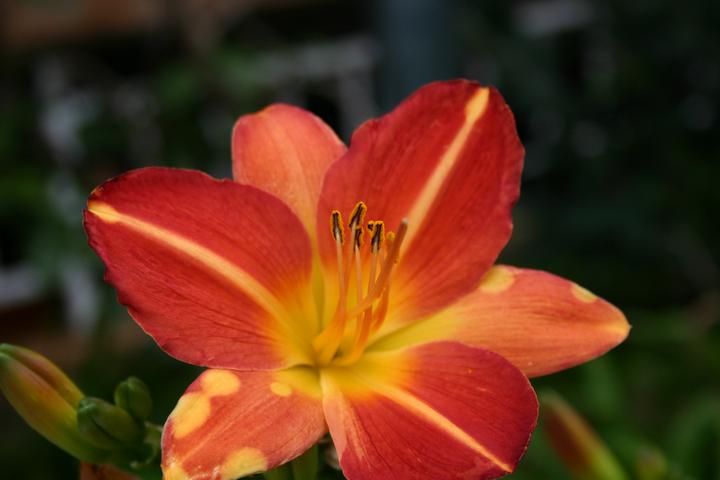 flowers & mushrooms