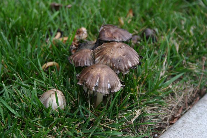 flowers & mushrooms