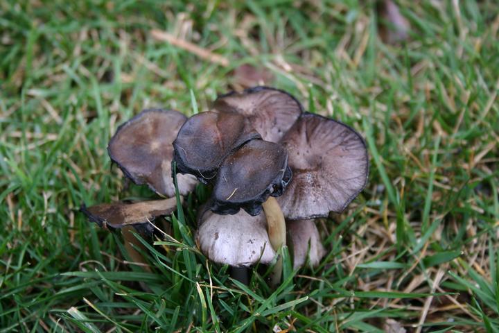 flowers & mushrooms