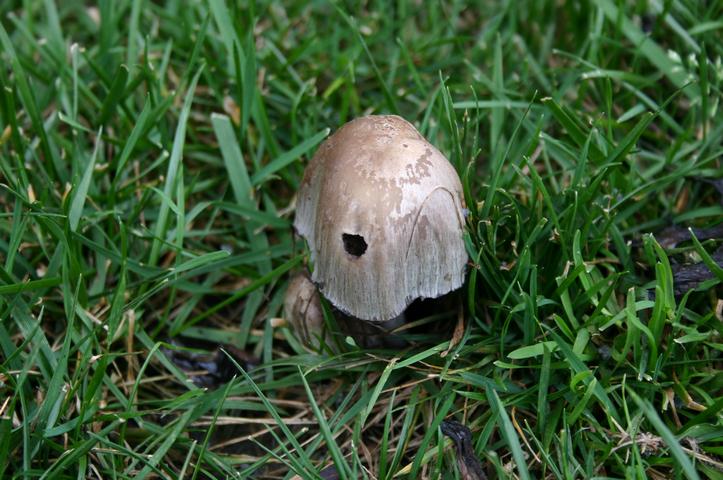 flowers & mushrooms