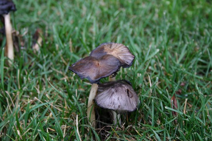 flowers & mushrooms