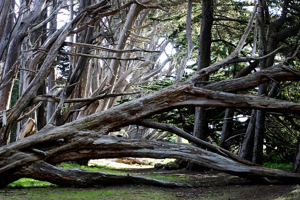 fitzgerald marine reserve