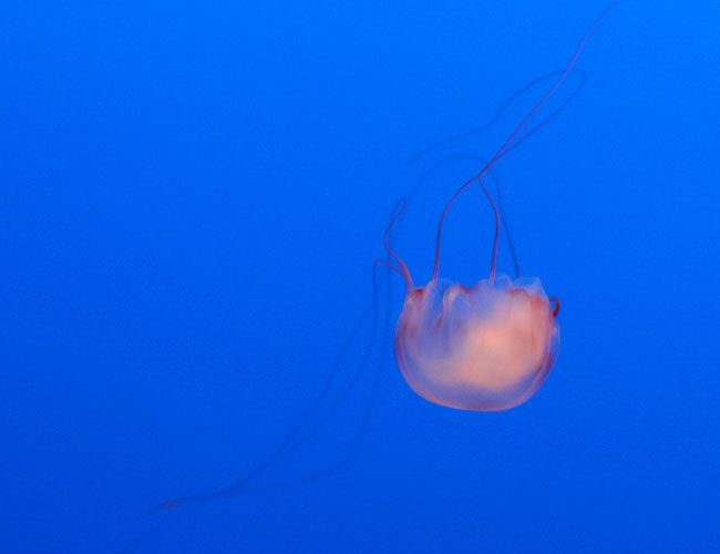 Monterey Aquarium