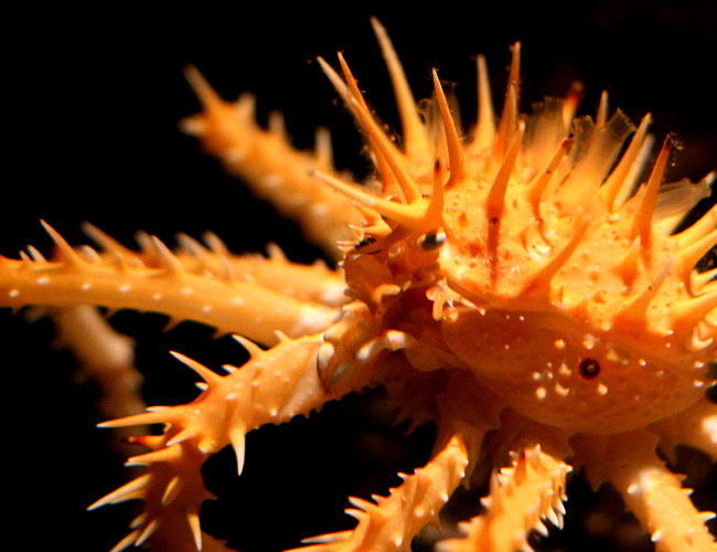 Monterey Aquarium