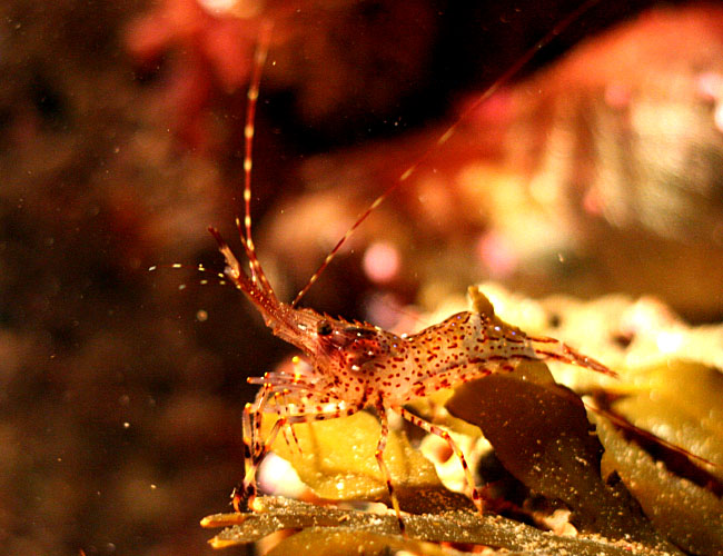 Monterey Aquarium