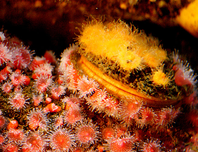 Monterey Aquarium