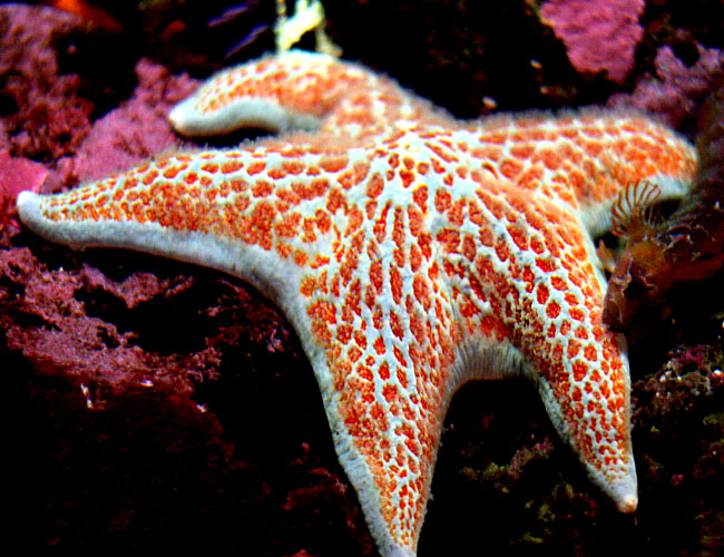 Monterey Aquarium