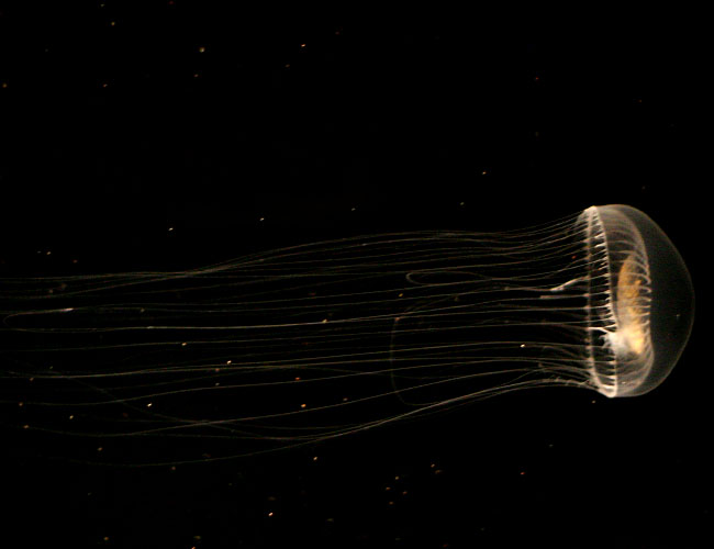 Monterey Aquarium