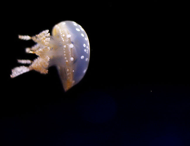 Monterey Aquarium