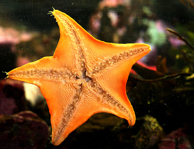 Monterey Aquarium