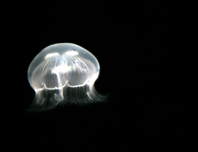 Monterey Aquarium