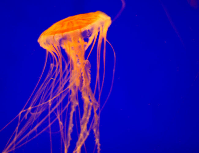 Monterey Aquarium