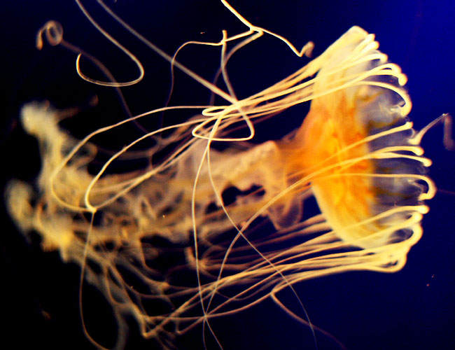 Monterey Aquarium