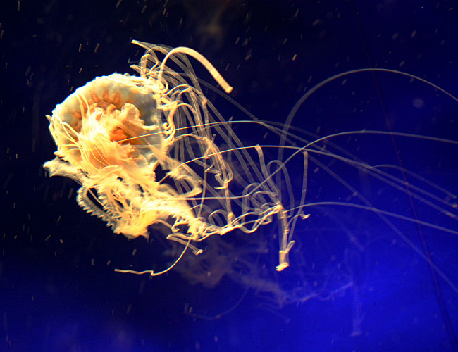 Monterey Aquarium