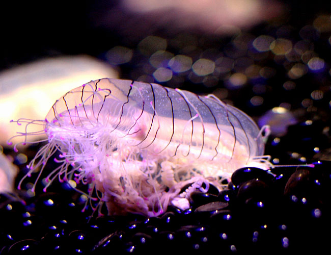 Monterey Aquarium