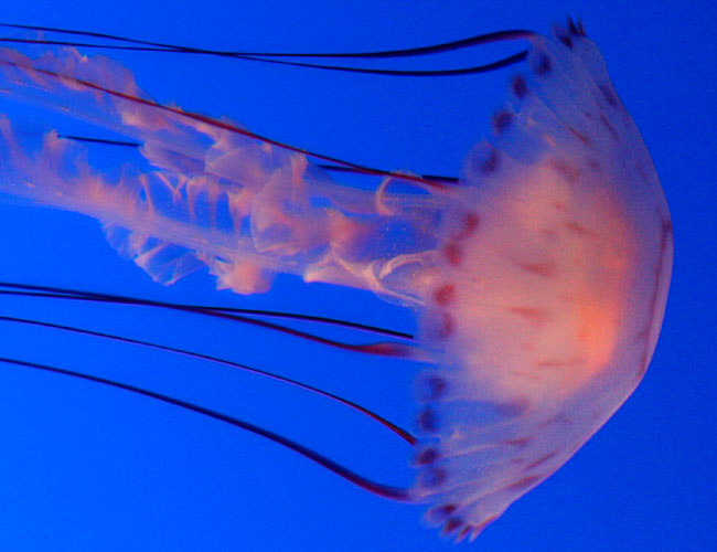 Monterey Aquarium