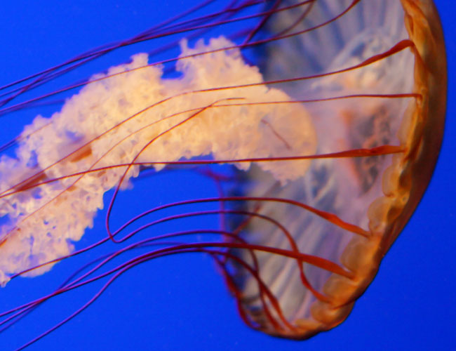 Monterey Aquarium