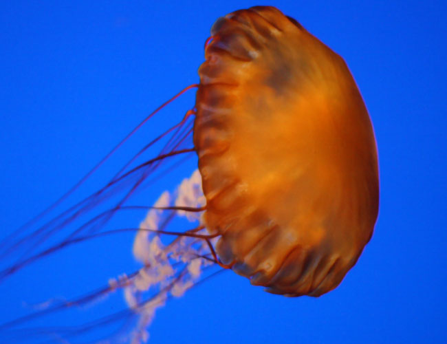 Monterey Aquarium