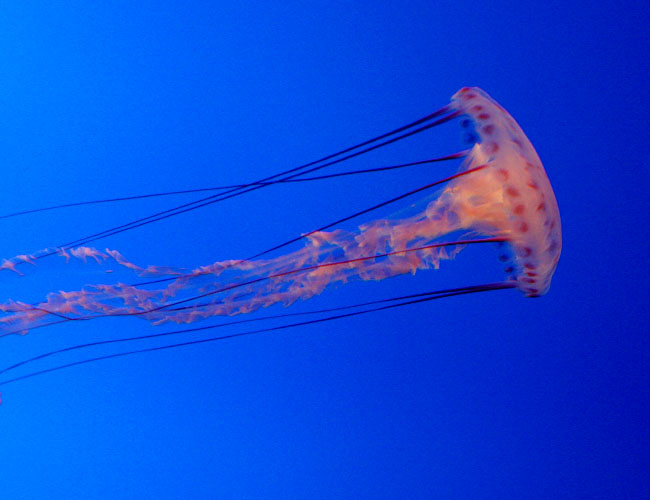 Monterey Aquarium