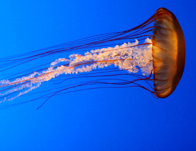 Monterey Aquarium