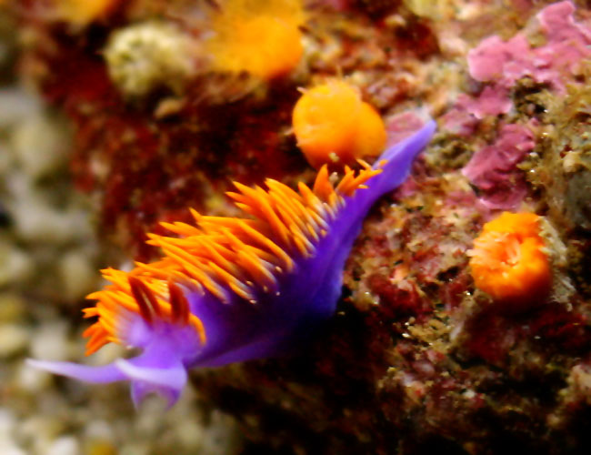 Monterey Aquarium