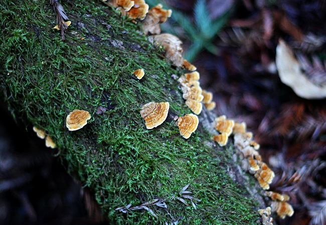 Muir Woods - January 2008