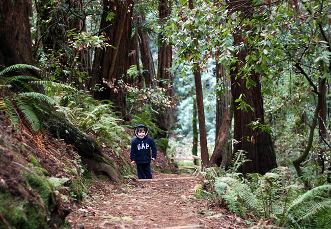 Muir Woods - January 2008