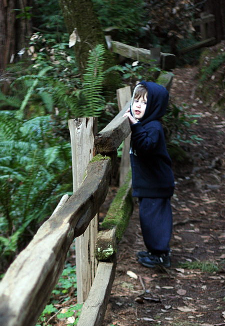 Muir Woods - January 2008