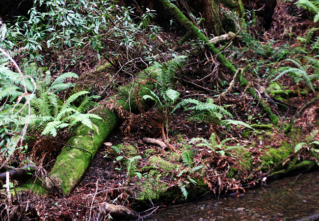 Muir Woods - January 2008