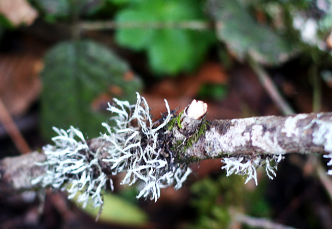 Muir Woods - January 2008