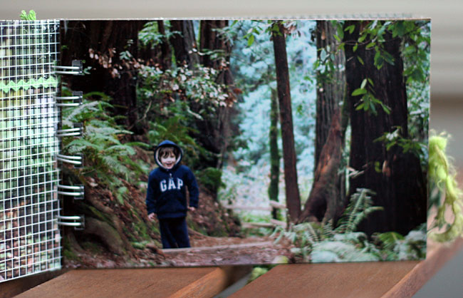 Muir Woods - Hambly Album