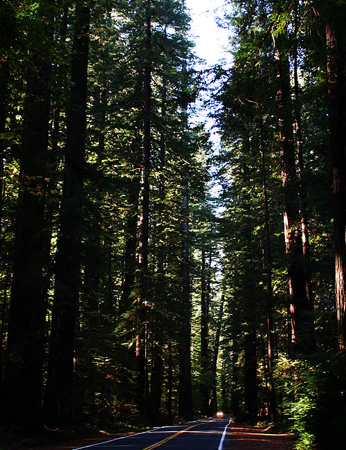 north pacific coast highway