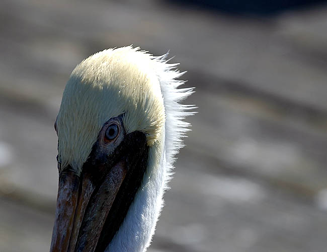 pelicans in santa barbara