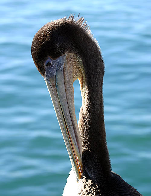 pelicans in santa barbara