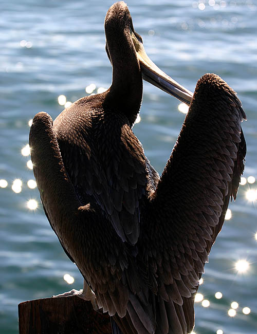 pelicans in santa barbara