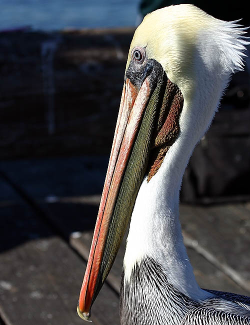 pelicans in santa barbara