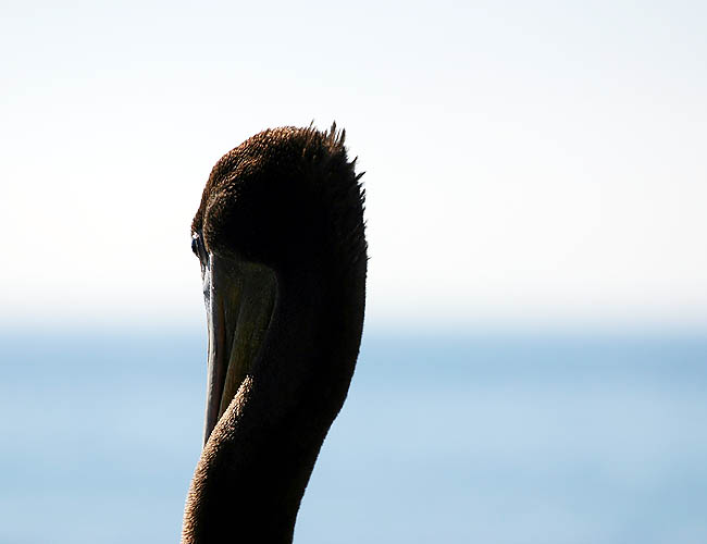 pelicans in santa barbara