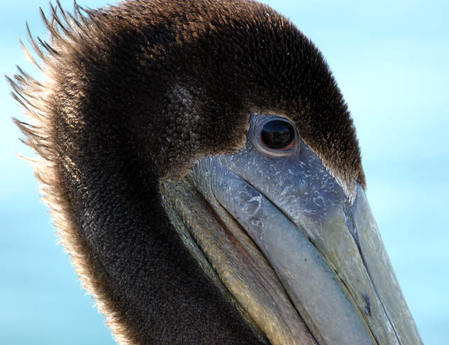 pelicans in santa barbara