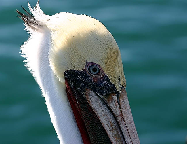 pelicans in santa barbara