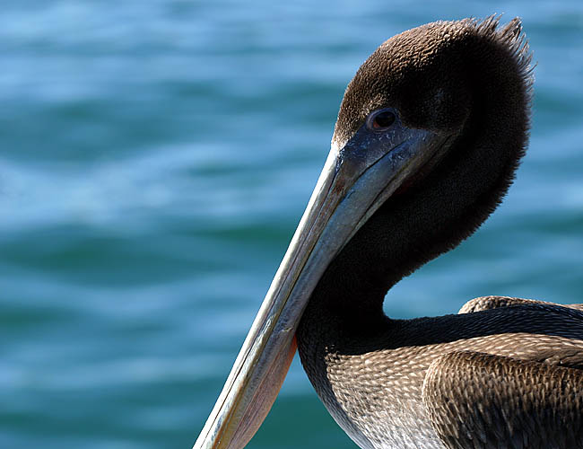 pelicans in santa barbara