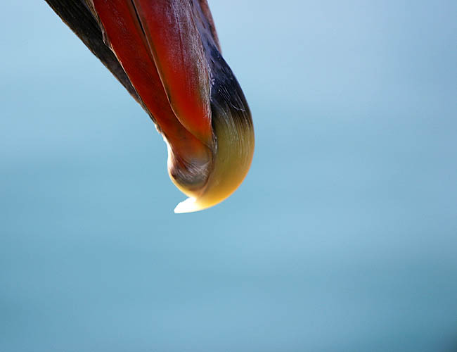 pelicans in santa barbara