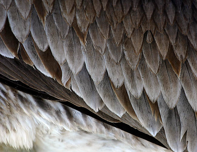 pelicans in santa barbara